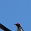 Scarlet Backed Flowerpecker