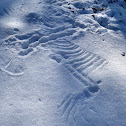 Common buzzard (track)