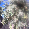 Chain fruit cholla