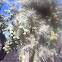 Chain fruit cholla