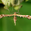 Plume Moth