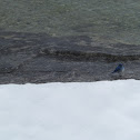 Bluebird