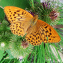 Silver-washed Fritillary