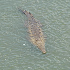 American crocodile