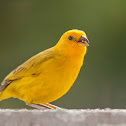 Saffron Finch