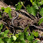 Black Racer