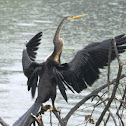 Snake bird (Oriental Darter)