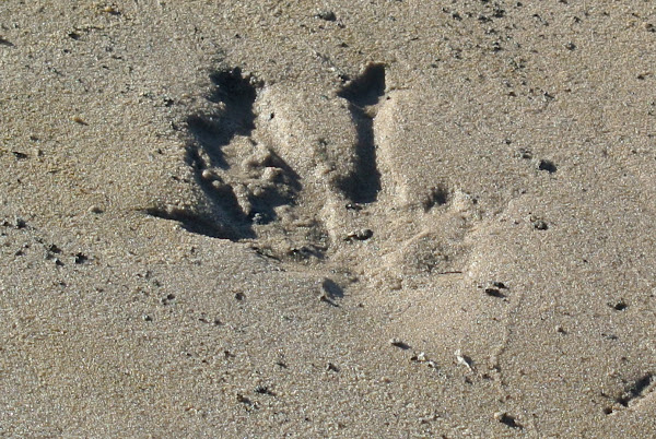 American Alligator Tracks | Project Noah