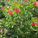 Bottlebrush