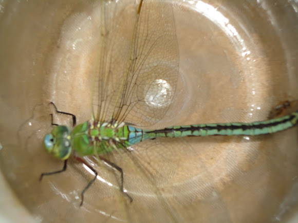 Spotting Image 1