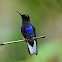 Velvet-purple Coronet