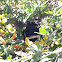Bumble Bee