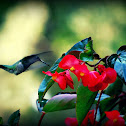 Ruby-Throated Hummingbird (female)