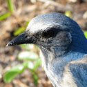 Florida Scrub Jay, adult