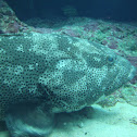Grouper