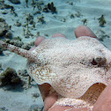 Yellow Stingray ( juvenile)
