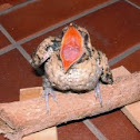 Koel
