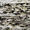 marine wood borer (sign)