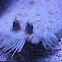 Leopard Flounder
