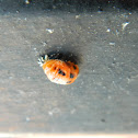 Chinita de Siete Puntos en Pupa