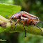 Escaravelho (Scarab)
