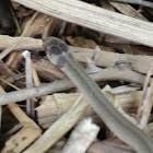 Texas Brown Snake