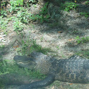 American Alligator