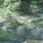 American Alligator