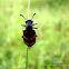 Blister Beetle