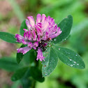Red clover