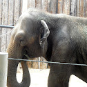 Asian Elephant