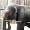 Asian Elephant