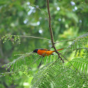 Scarlet minivet