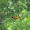 Scarlet minivet