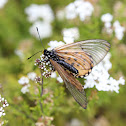 Garden Acraea