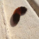 Banded woolly bear