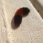 Banded woolly bear
