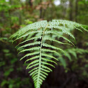 Braken Fern