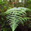 Braken Fern