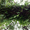 Vine plant