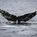 Stonewall the Humpback Whale
