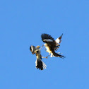 Northern Mockingbird