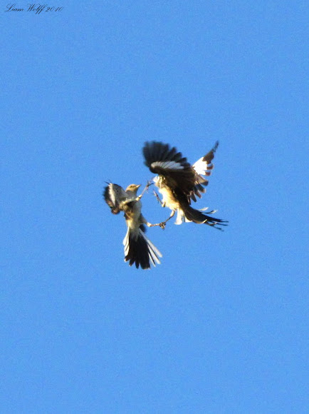 Spotting Image 1