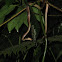 Cat-Eyed Snake eating eggs