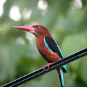White-throated Kingfisher