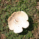 Green-spored Parasol  Chlorophyllum molybdites