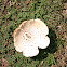 Green-spored Parasol  Chlorophyllum molybdites