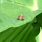 Grass Dart
