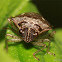 Shield bug