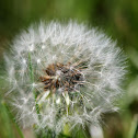 Dandelion Clock